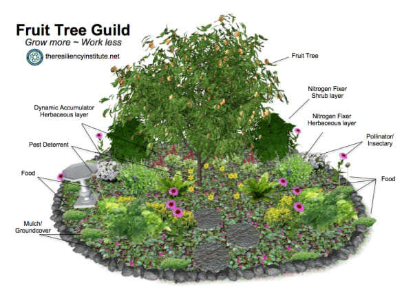 what is plant guild
