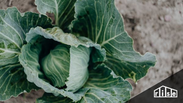 Growing a Garden Mature Plants Header