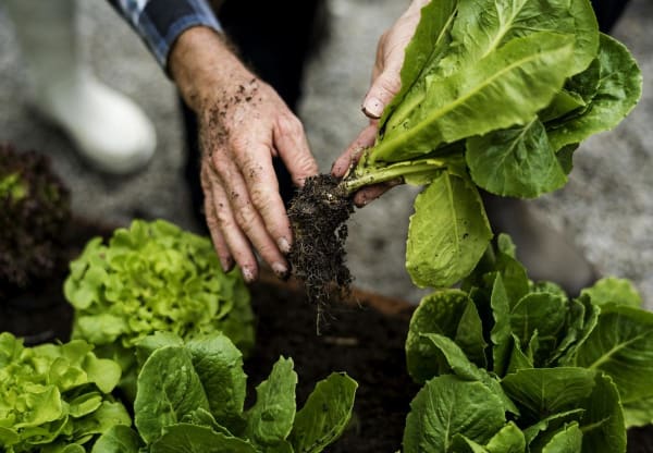 Harvesting Lettuce