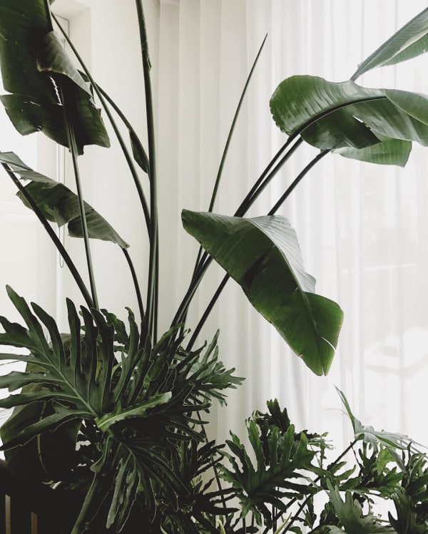 Houseplants Anna Church Art
