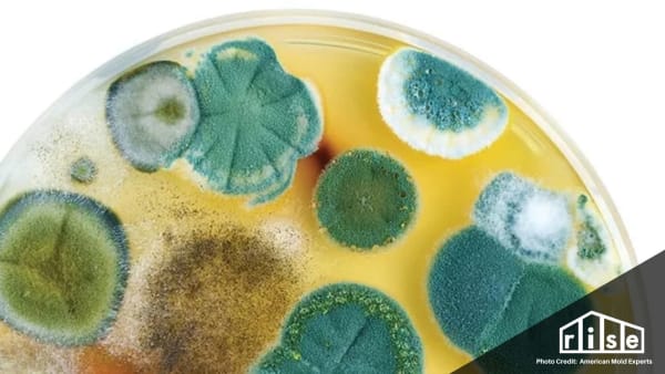 How To Stop Mold From Growing In Your Home