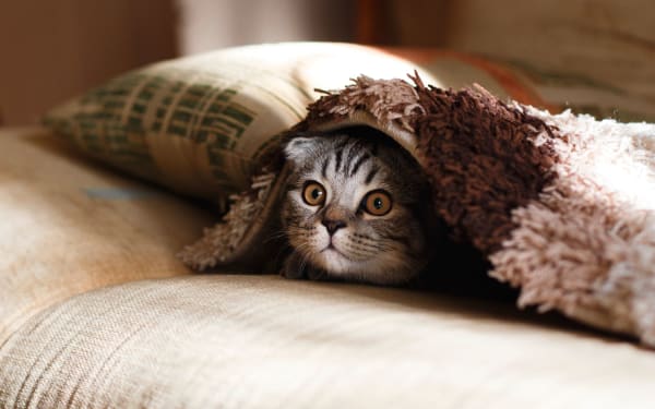 cat laying under carpet