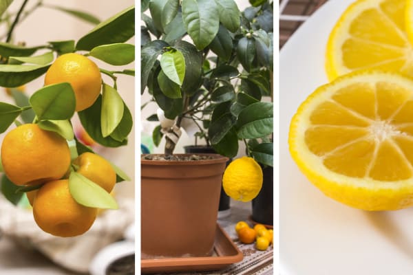 Lemons Growing