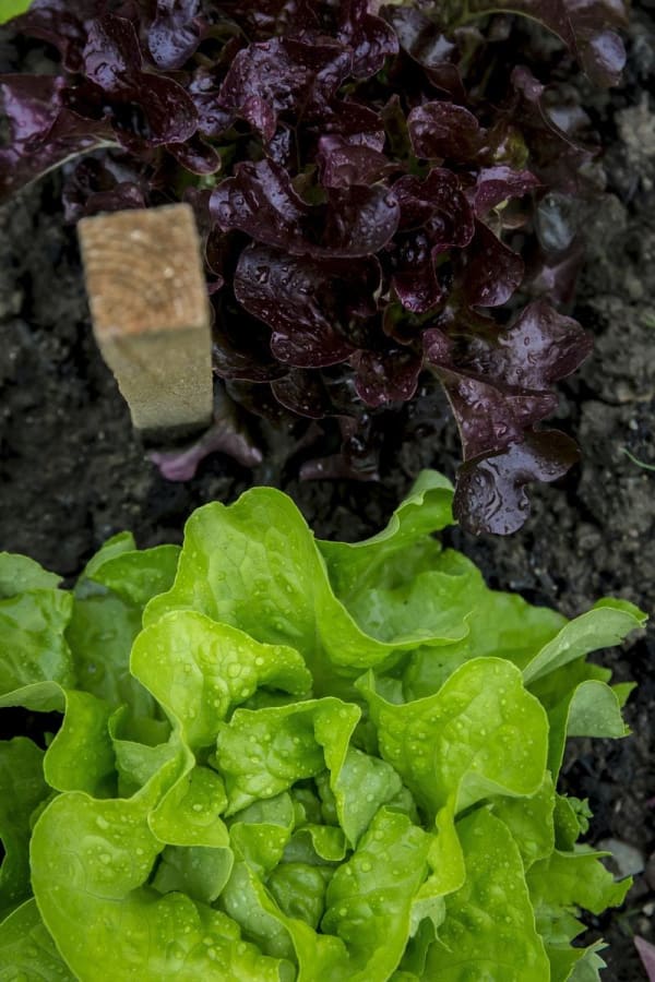 Lettuce