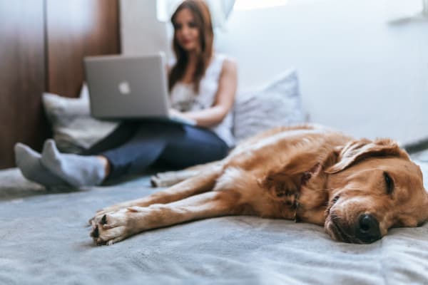 dog laying on bed