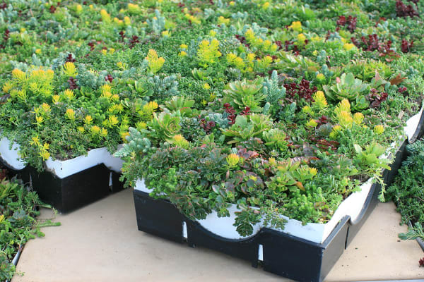 LiveRoof Tray System