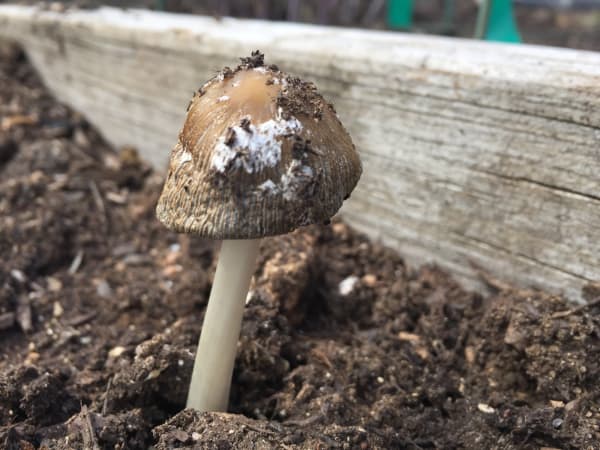 Mushroom in Garden