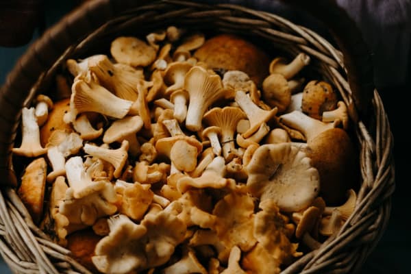 Mushrooms Compressed