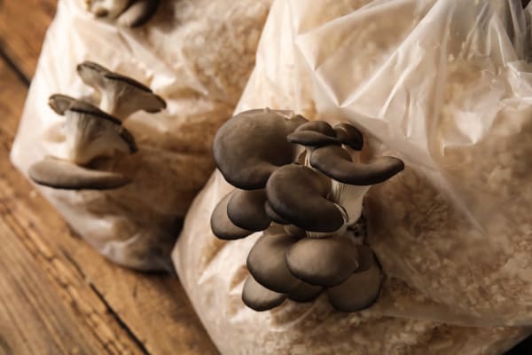 Mushrooms Growing in Bag