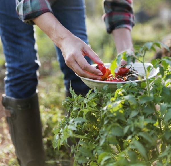 Picking Tomatoes