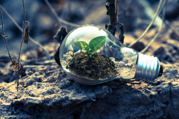 Plant in Lightbulb