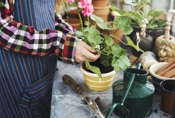 Potting Seedlings