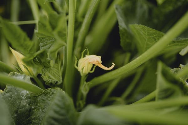 Pumpkin Flower