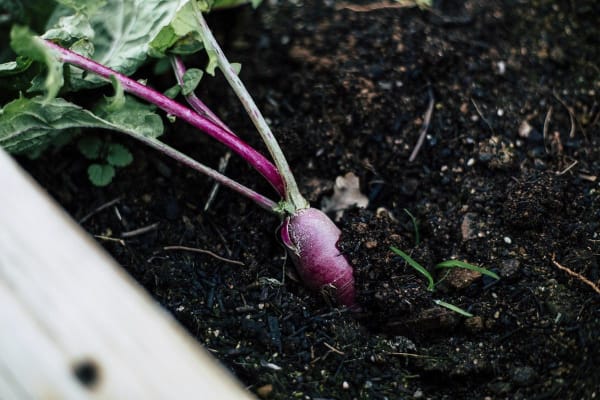 Purple Carrot