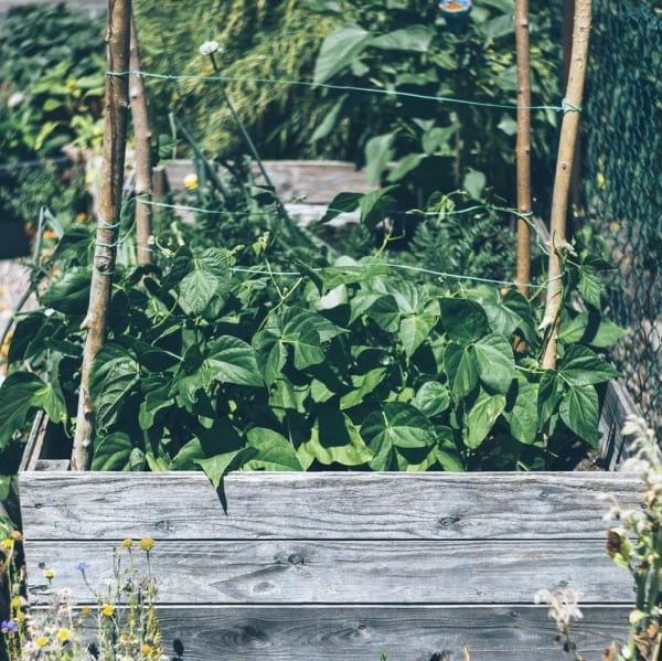 Raised Bed With Trellis