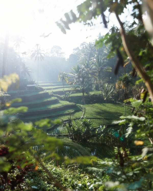 RICE FIELDS