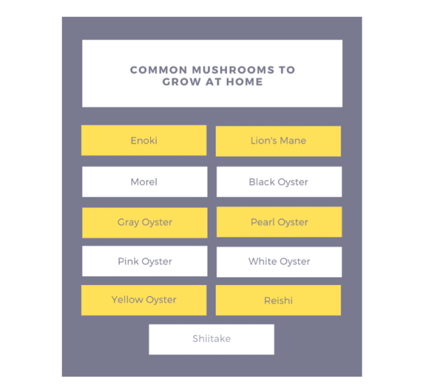 Commonly Grown Mushrooms Chart