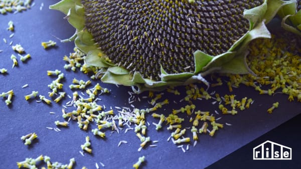 Seed Saving Header