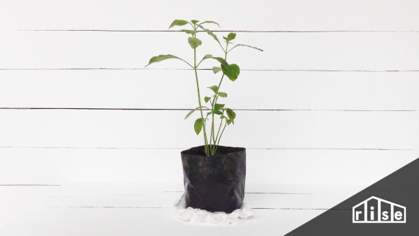 Seed to Seedling Header