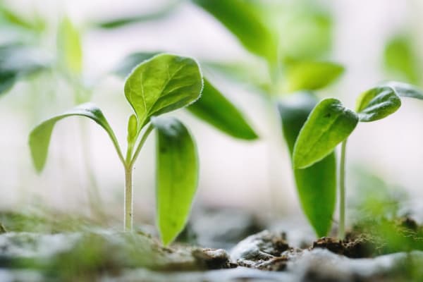 Seedling Closeup