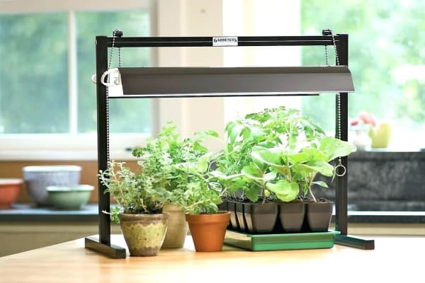 Seedling Light Laidback Gardener Blog