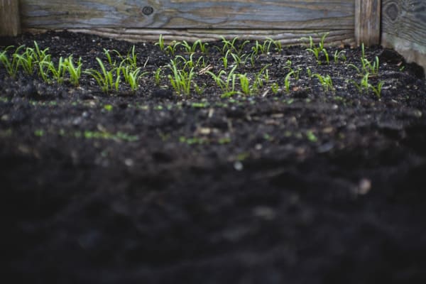 Seedlings in Raised Bed