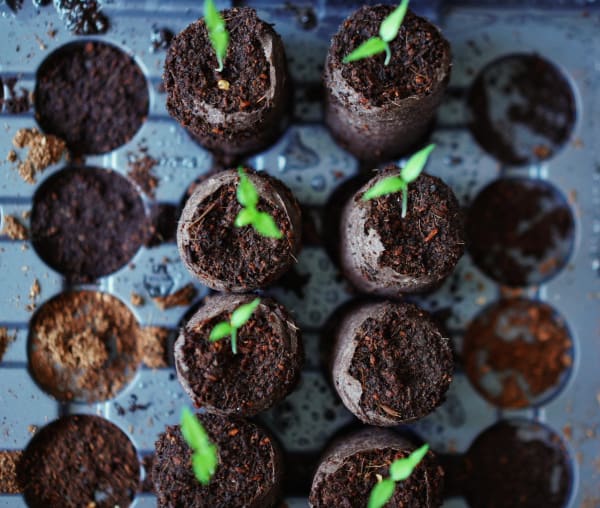 Seedlings in Cups