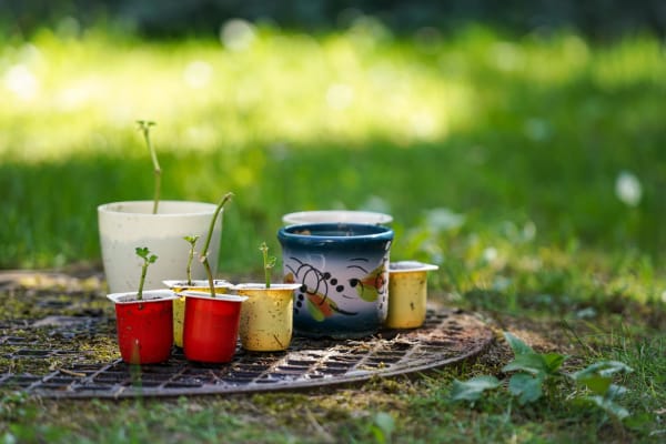 Seedlings in Reused Containers