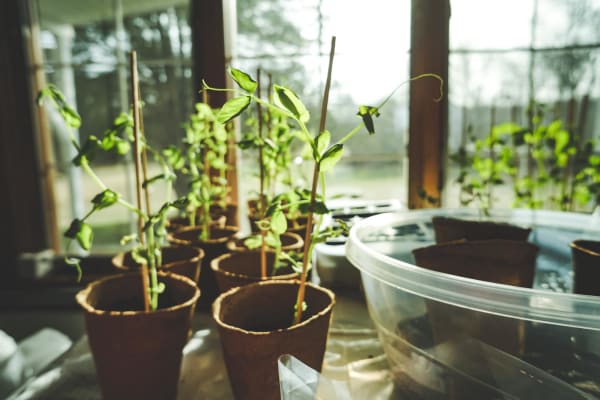 Small Potted Plants