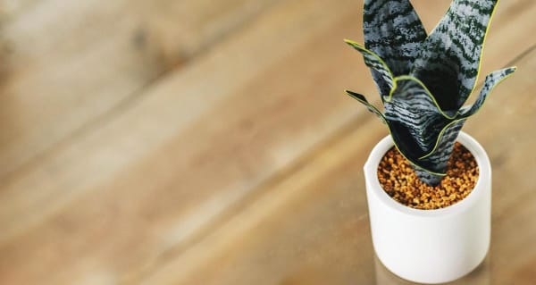 Snake Plant