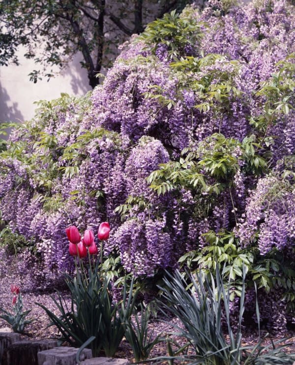 Spring Wisteria