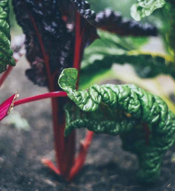Swiss Chard