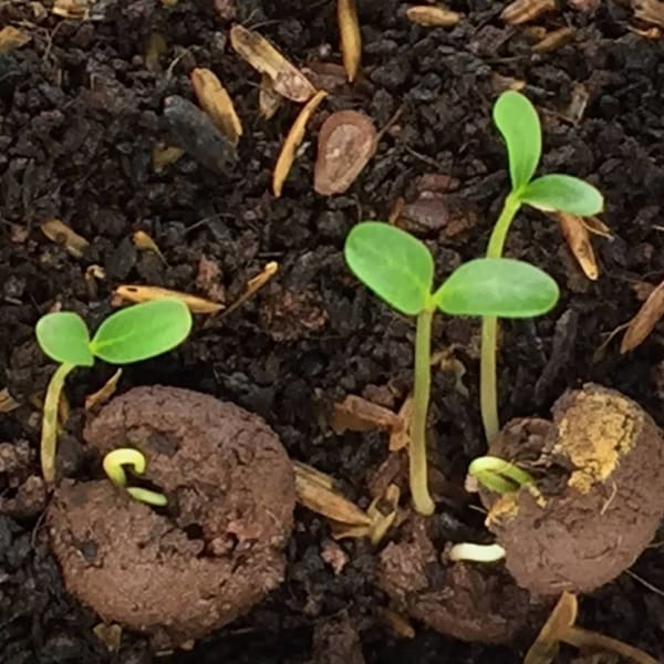 Seed Balls Sprouting Seed-balls.com