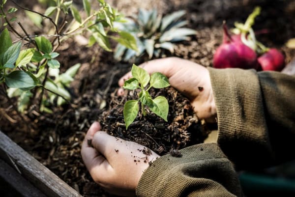 Transplanting Seedlings
