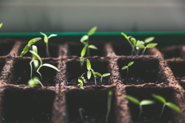 Tray of Seedlings