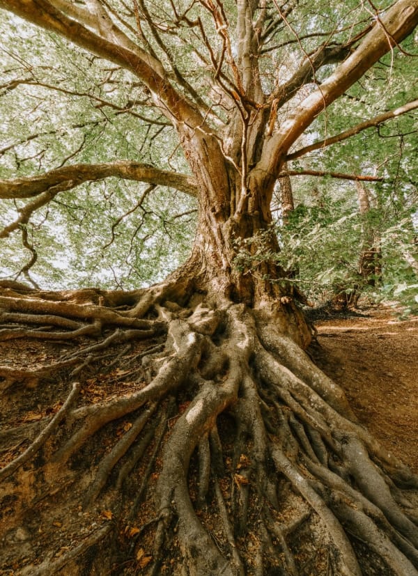 Tree Roots
