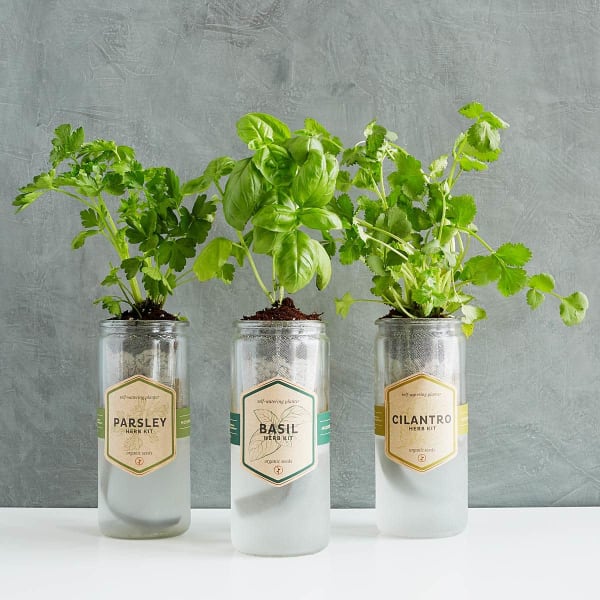 Uncommon Goods Hydroponic Herb Jars
