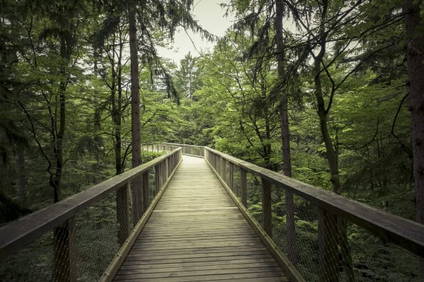 Walk In Woods