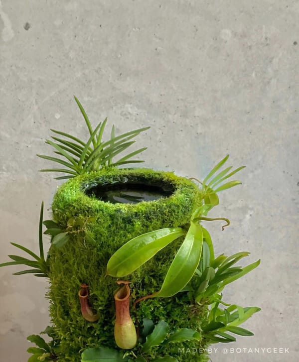 Water Feature Botany Geek