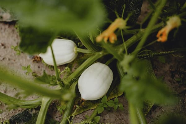 White Pumpkin
