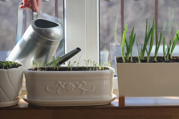Windowsill Veggies