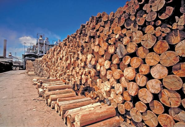 Wood at Particle Board Factory