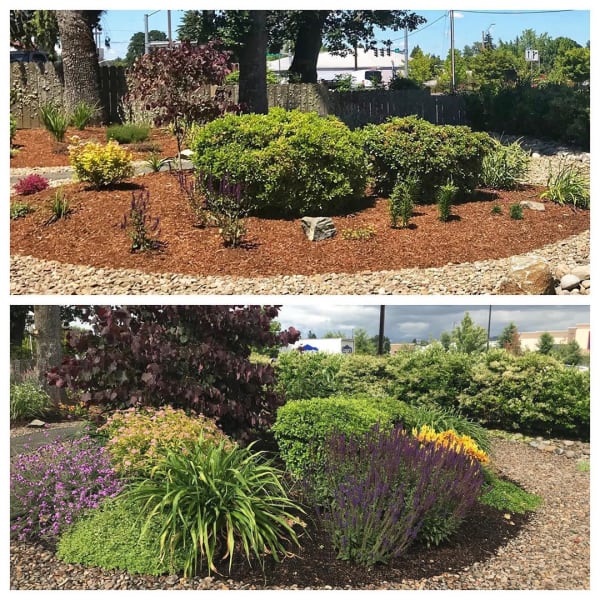 Xeriscaped yard in Albany Oregon Urban Floristry