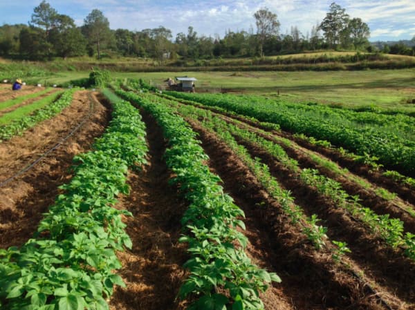zaytuna farms crop