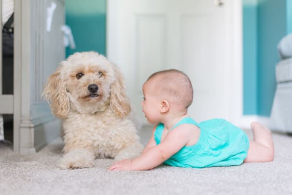 Zero and Low VOC Carpets