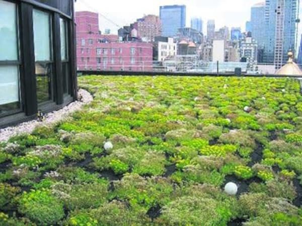 green roof