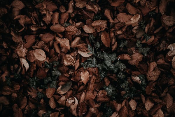 autumn fall leaves compost