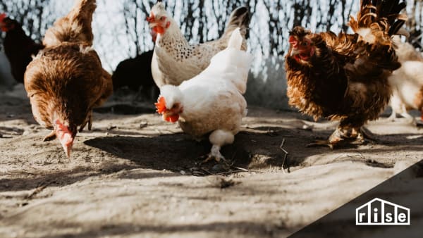 backyard farm