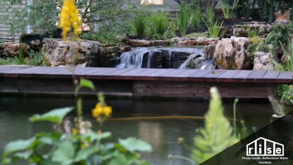 backyard mini wetland