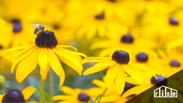 bee lawn for spring